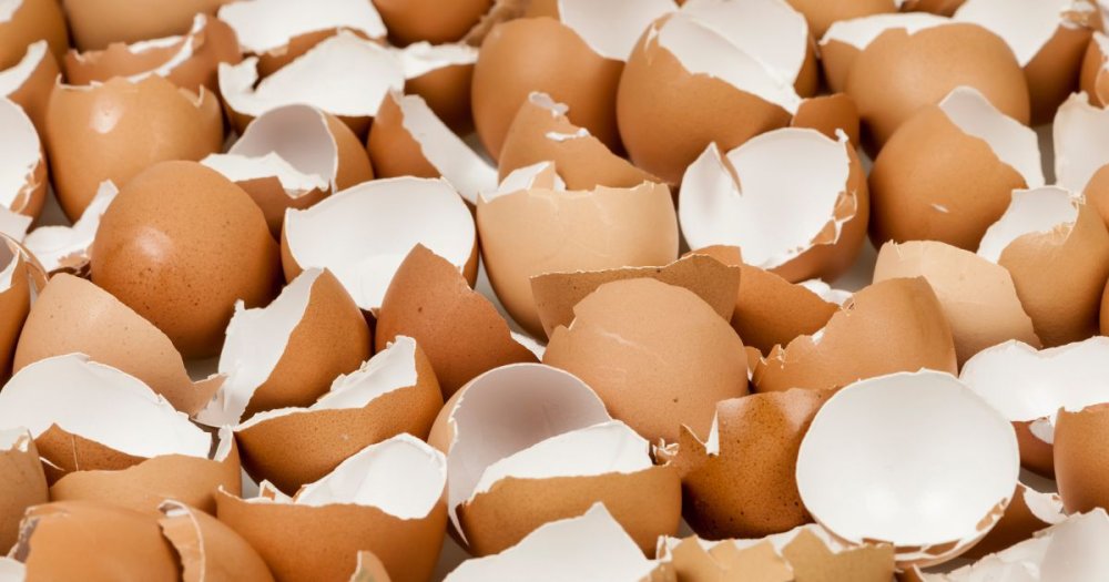 Krmení slepic skořápkami: Jak nejlépe doplnit vápník?