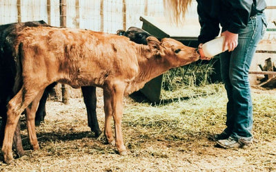 Krmení telat: Jak správně krmit telata a na co si dát pozor