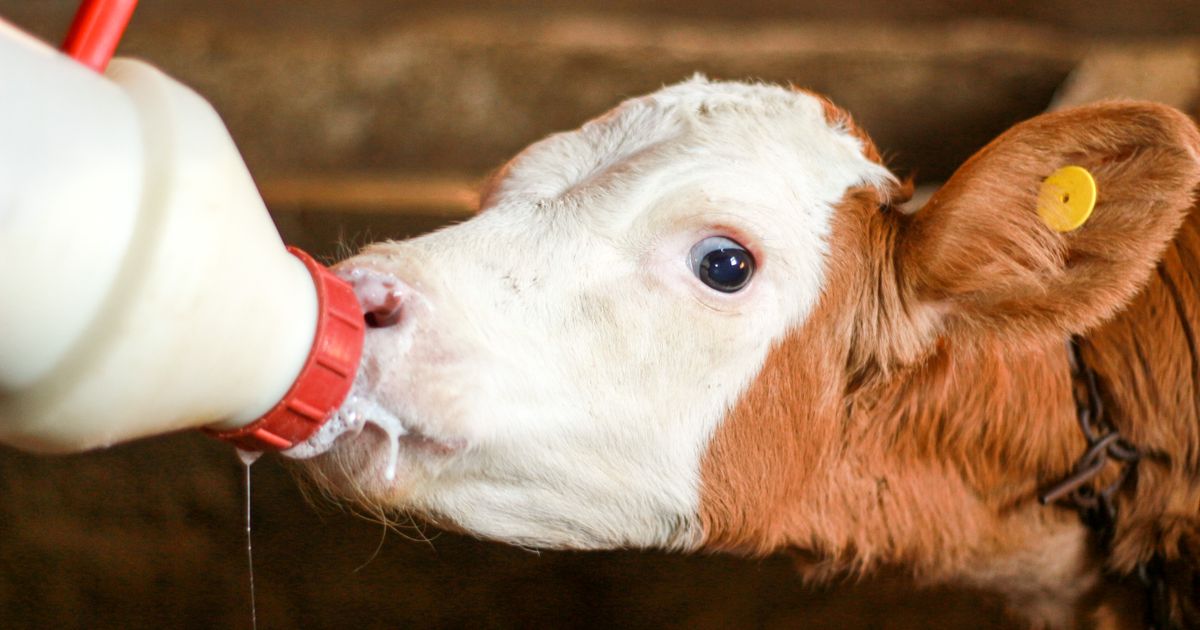 Časté nemoci telat a jak jim předejít