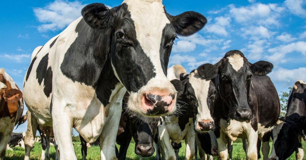 Chov krávy doma a vše, co potřebujete vědět